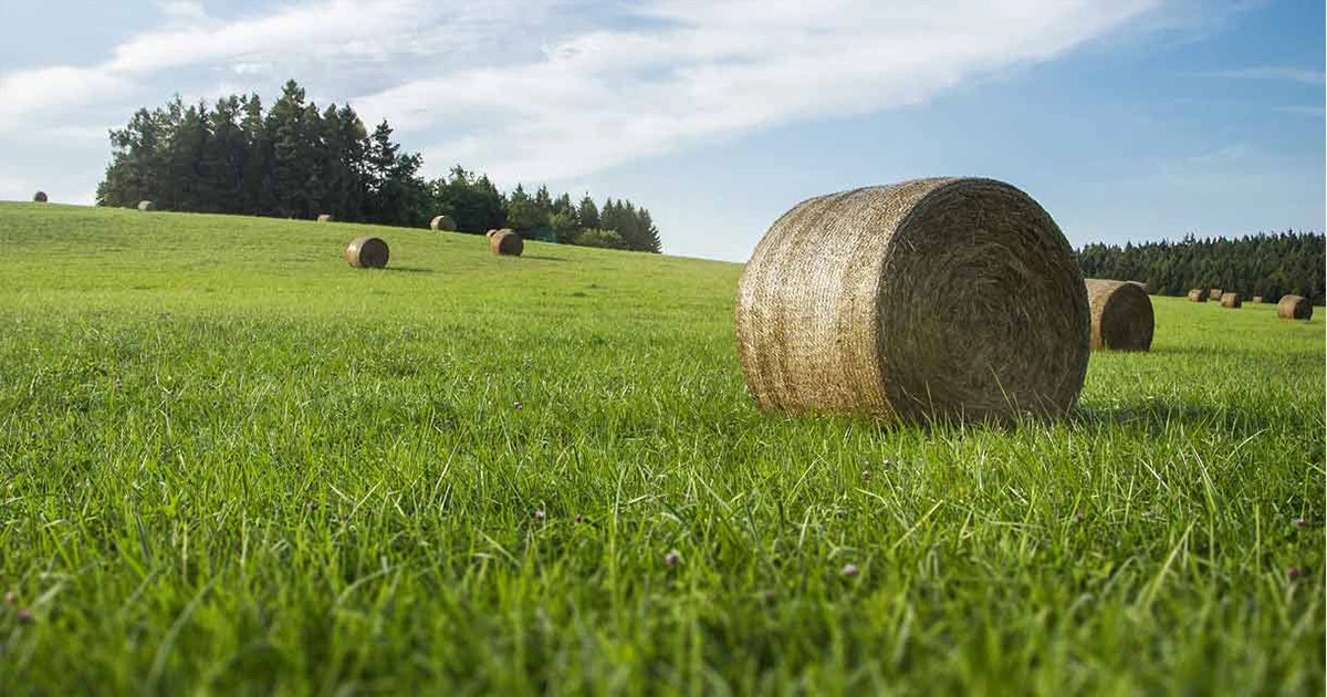 Bales with TamaNet in the field